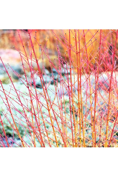 Дерен пурпурово- червоний Мідвінтер Фаєр взимку